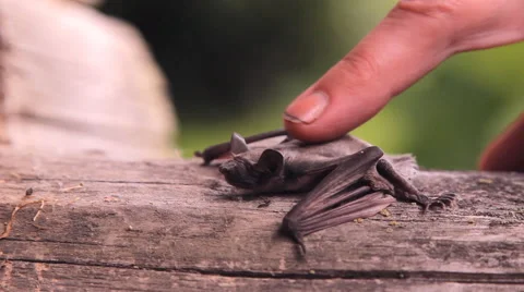 A bat in nature Video stock 53090734