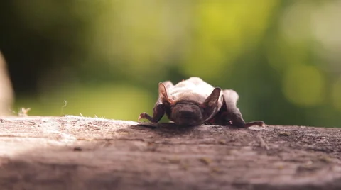A bat in nature Stock Footage 53090801