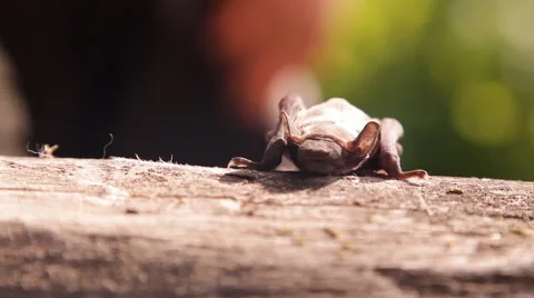 A bat in nature Stock Footage 53090814