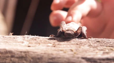 A bat in nature Stock Footage 53090885