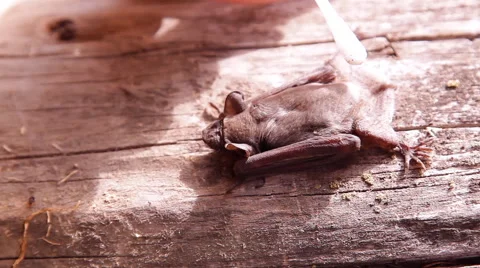 A bat in nature Stock Footage 53090939