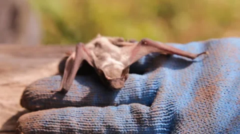 A bat in nature Stock Footage 53090974