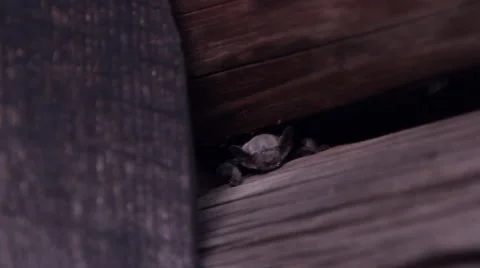 A bat in nature Stock Footage 53174629