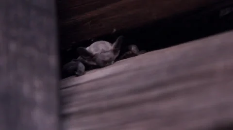 A bat in nature Stock Footage 53174634