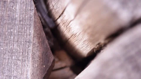 A bat in nature Stock Footage 53174946