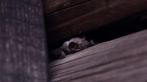 A bat in nature Stock Footage 53175022