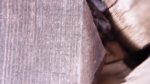 A bat in nature Stock Footage 53175064