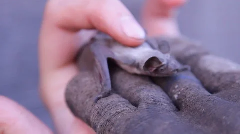A bat in nature Stock Footage 53226143