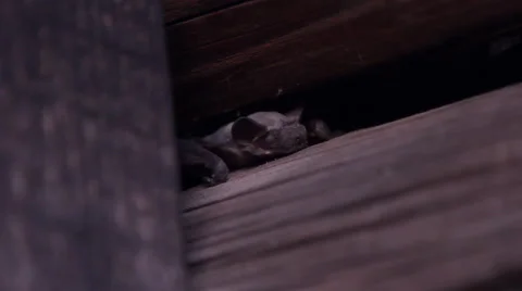 A bat in nature Stock Footage 53226247