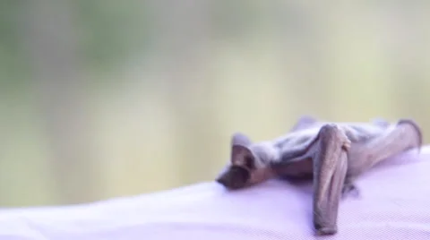 A bat in nature Stock Footage 53226302