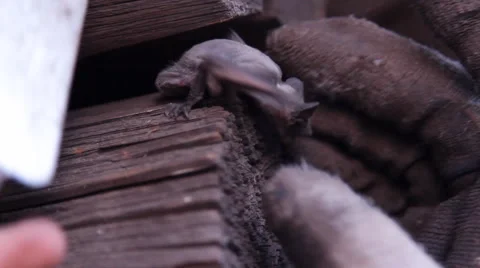A bat in nature Stock Footage 53226492