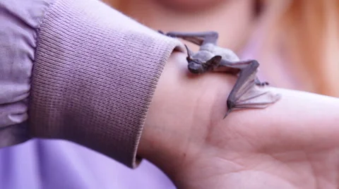A bat in nature Stock Footage 53226617