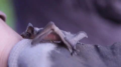 A bat in nature Stock Footage 53226618