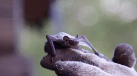 A bat in nature Stock Footage 53226939