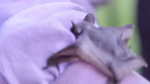 A bat in nature Stock Footage 53227021