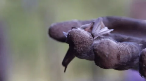 A bat in nature Stock Footage 53227066