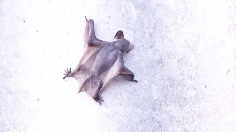 A bat in nature Stock Footage 53227324