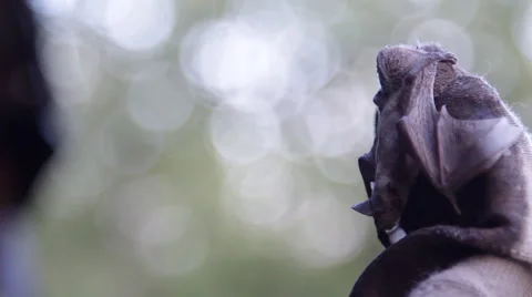 A bat in nature Stock Footage 53227345