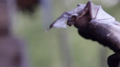 A bat in nature Stock Footage 53227438