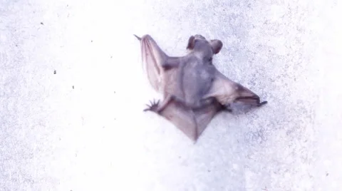 A bat in nature Stock Footage 53227521
