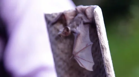 A bat in nature Stock Footage 53227580