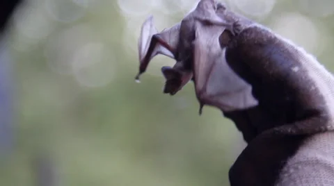A bat in nature Stock Footage 53227832