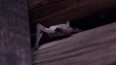 A bat in nature Stock Footage 53227861