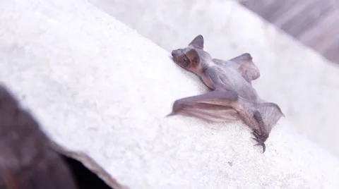 A bat in nature Stock Footage 53228104