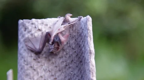 A bat in nature Stock Footage 53228214