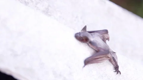 A bat in nature Stock Footage 53228229