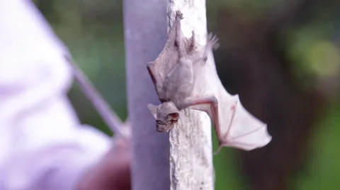 A bat in nature Stock Footage 53281895