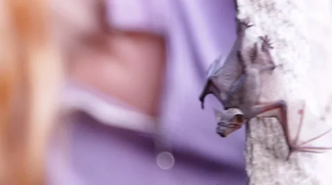 A bat in nature Stock Footage 53282081