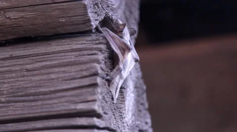 A bat in nature Stock Footage 53282200