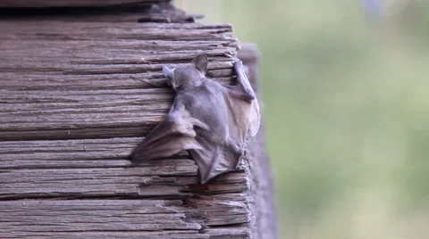 A bat in nature Stock Footage 53282222