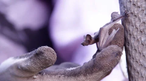 A bat in nature Stock-Footage 53282295