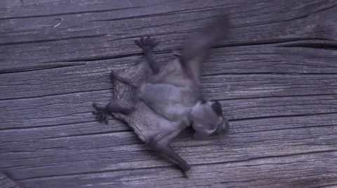 A bat in nature Stock Footage 53282432