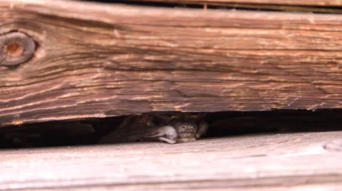 A bat in nature Stock Footage 53282680