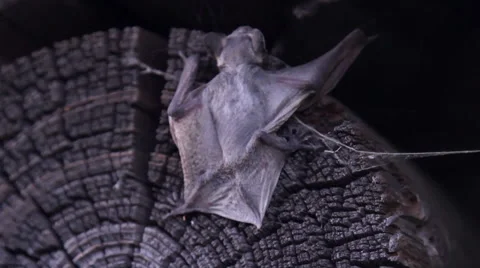 A bat in nature Stock Footage 53282826