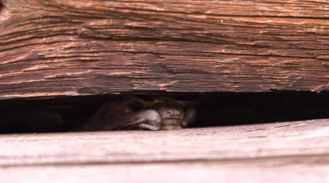 A bat in nature Stock Footage 53282942