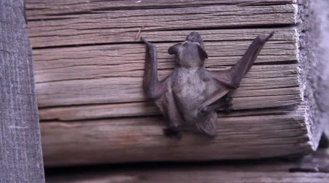 A bat in nature Stock Footage 53283123