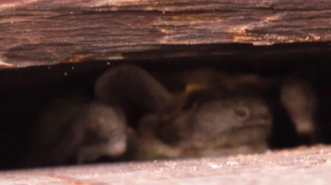 A bat in nature Stock Footage 53283289