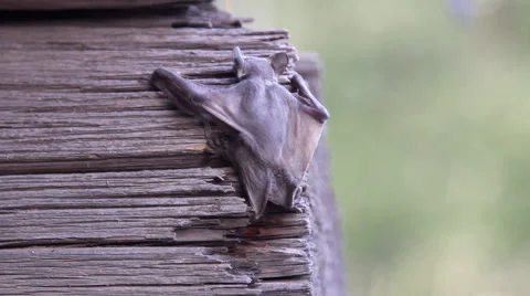 A bat in nature Stock Footage 53288442