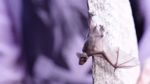 A bat in nature Stock Footage 53288601