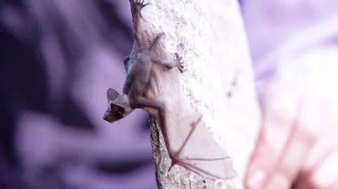 A bat in nature Stock Footage 53288691
