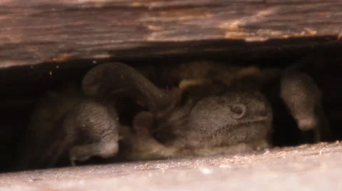 A bat in nature Stock Footage 53289511