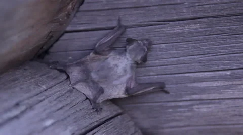 A bat in nature Stock Footage 53289956