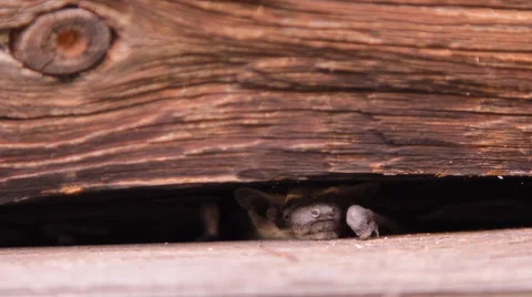 A bat in nature Stock Footage 53290016