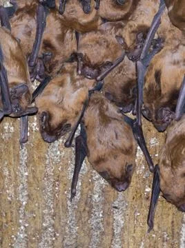 Bat nesting box filled with evening sailors Stock Photos