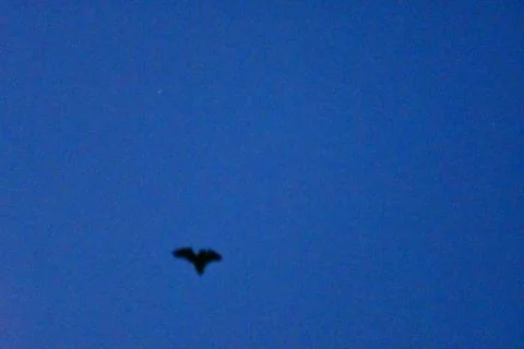 Bat at night sky background halloween nature mediteran greece Foto stock
