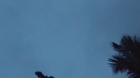 Bat in the night sky Stock Footage 104192765